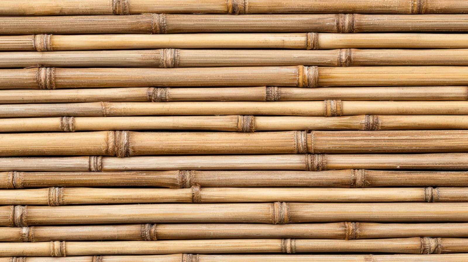 Feixe de varas de bambu tratado empilhadas para corte e preparo