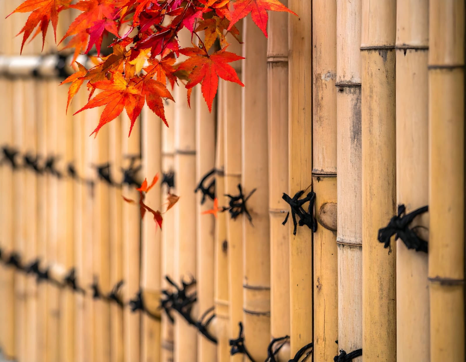 Treliça Artística de Bambu — bambu tratado produzido pela Artbambu